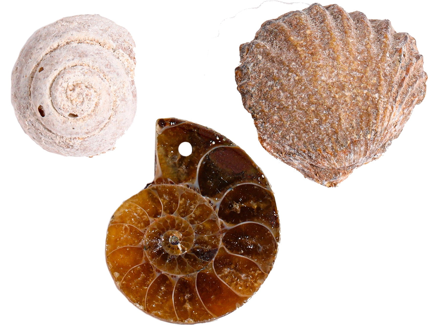 Paleontolog kit - Fossil