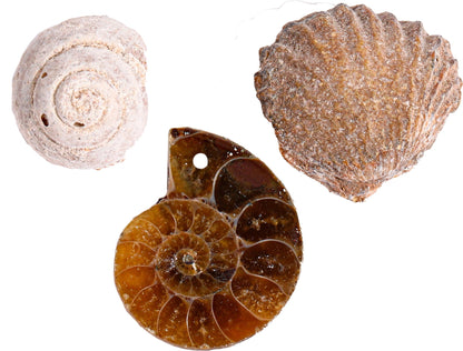 Paleontolog kit - Fossil