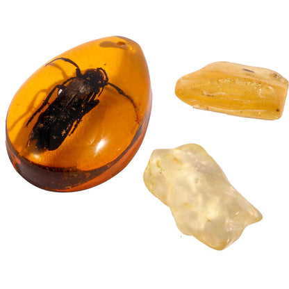 Paleontolog kit - Bernsten